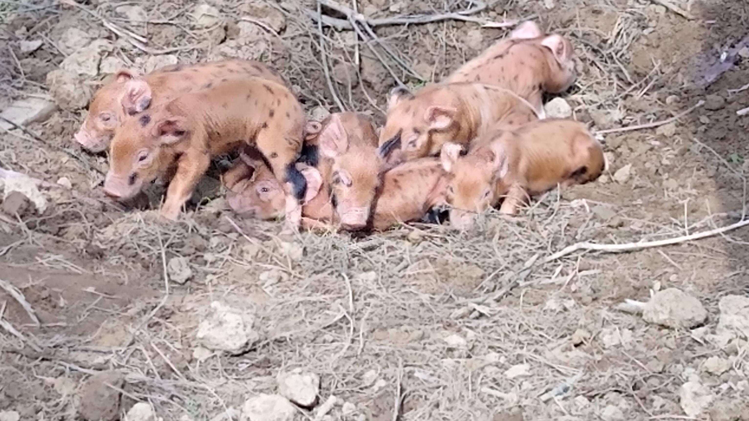 new born free range pigglets